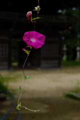 住吉神社の朝顔２