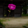 住吉神社の朝顔２