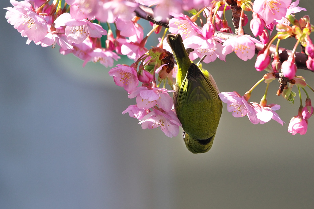 目白（メジロ）と河津桜（カワヅザクラ）１