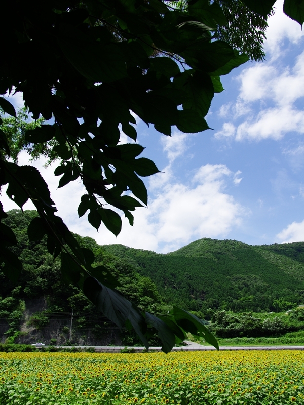 南光ひまわり祭３（漆野）