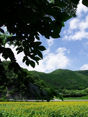 南光ひまわり祭３（漆野）