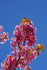 初春に咲く河津桜（カワヅザクラ）２
