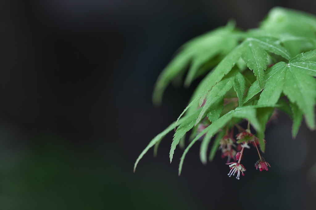 伊呂波紅葉（イロハモミジ）の花３
