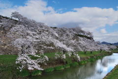 篠山城跡のサクラ１