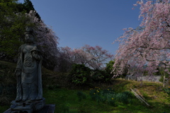 宝泉寺（ほうせんじ）の枝垂れ桜２