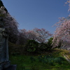 宝泉寺（ほうせんじ）の枝垂れ桜２