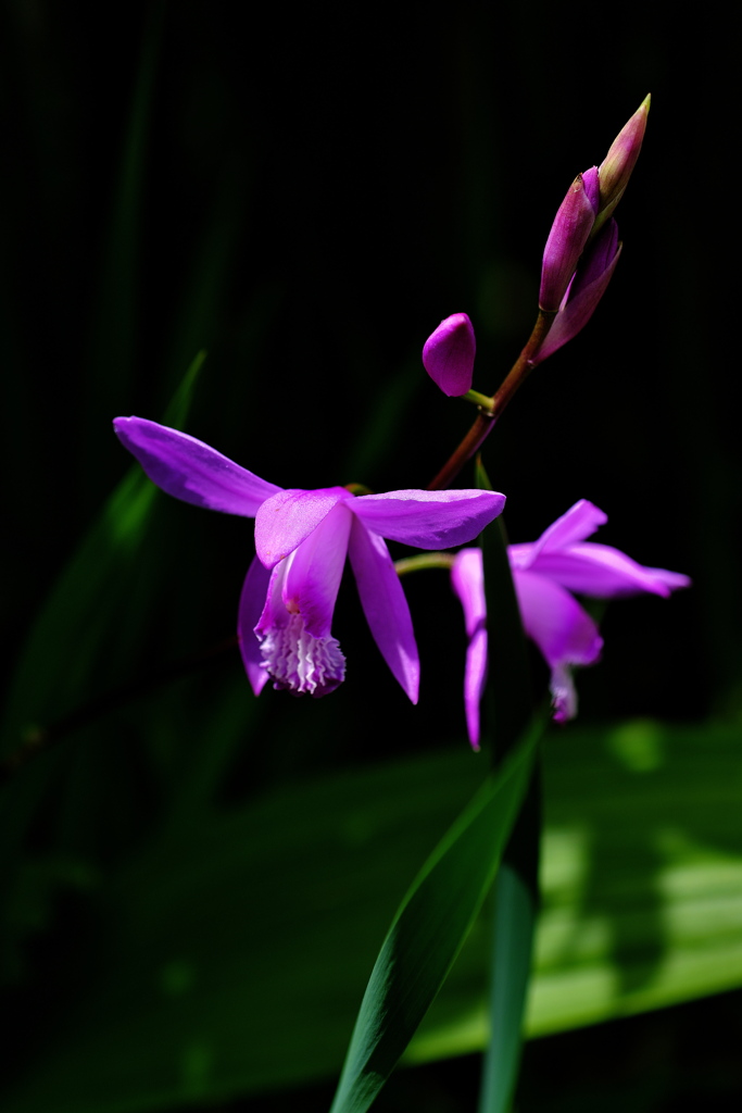 路傍に咲く野草花紫蘭（シラン）