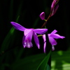路傍に咲く野草花紫蘭（シラン）