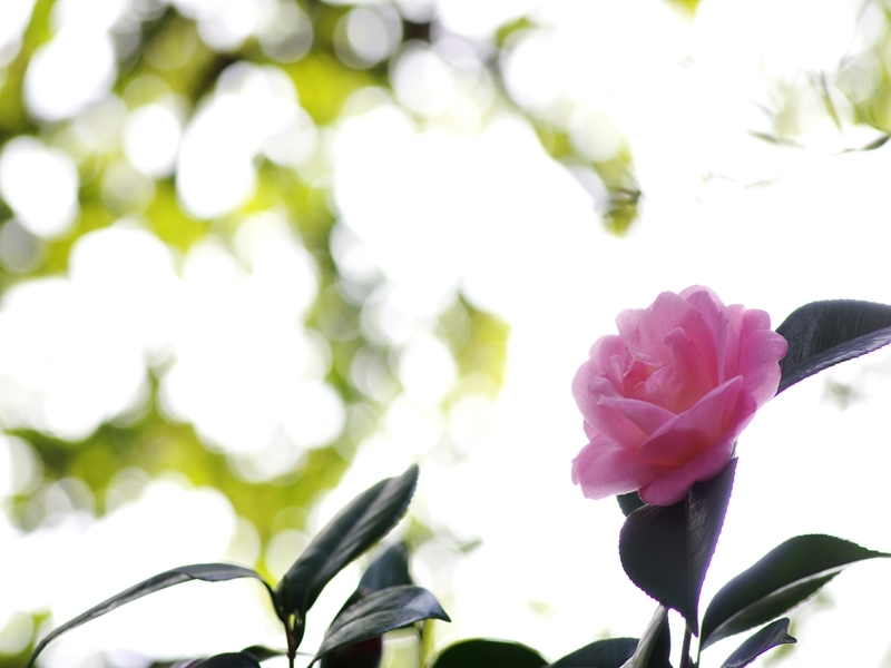 ピンクの椿（ツバキ）１