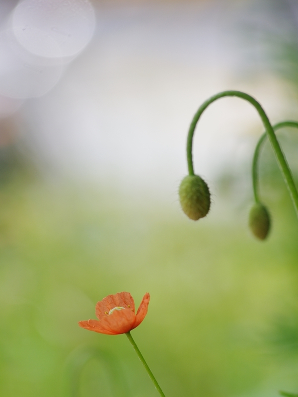 長実雛芥子（ナガミヒナゲシ）４