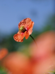 長実雛罌粟（ナガキヒナゲシ）５