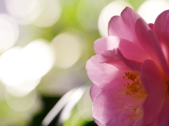 春を告げる花々５（椿）