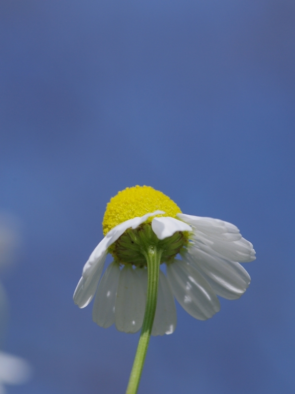青空に背伸びして！