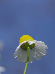 青空に背伸びして！