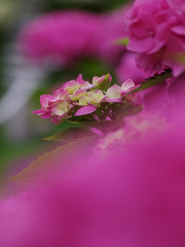 紫陽花（アジサイ）９