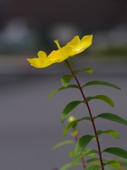 金糸梅（キンシバイ）２