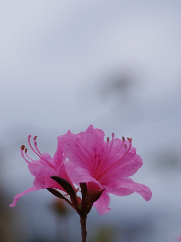 皐月（サツキ）