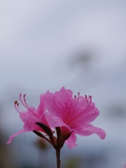 皐月（サツキ）