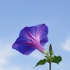夏の花