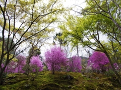京都お寺の風景４
