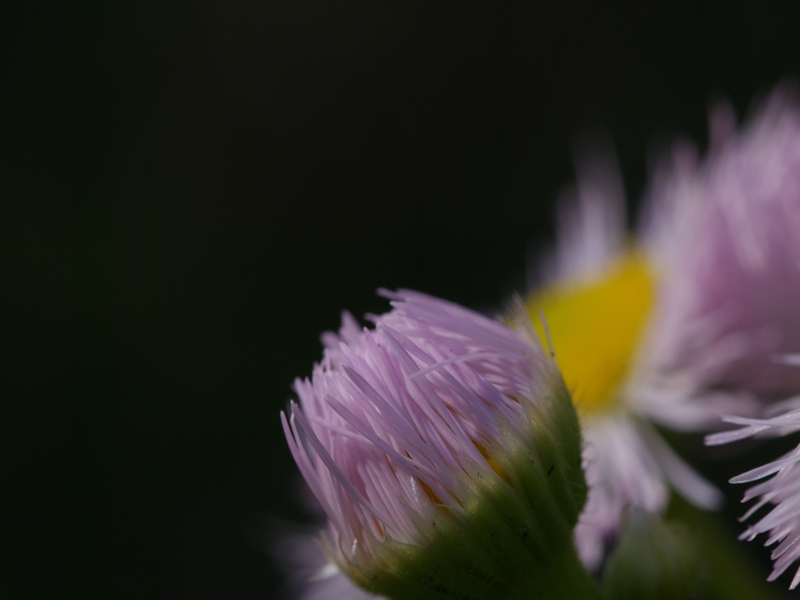 春紫苑（ハルシオン）４