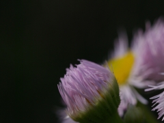 春紫苑（ハルシオン）４