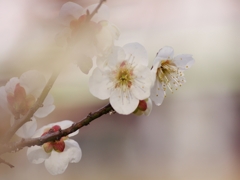 春を告げる花々１（白梅）