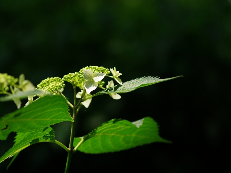 万博記念公園（あじさいの森２）