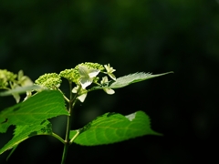 万博記念公園（あじさいの森２）