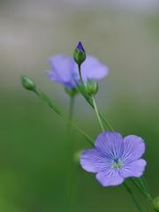 小さな紫の花４