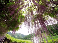 大町藤公園の藤４