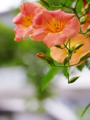 夏の花３１「凌霄花（ノウゼンカズラ）」