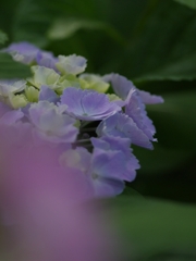 紫陽花（アジサイ）３
