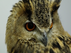 神戸花鳥園２