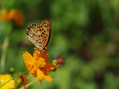 オレンジ色の秋桜（コスモス）２