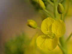 菜の花（ナノハナ）