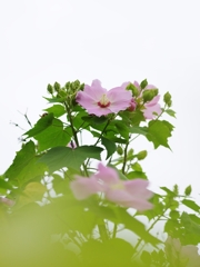 夏の花２４「芙蓉（ふよう）」