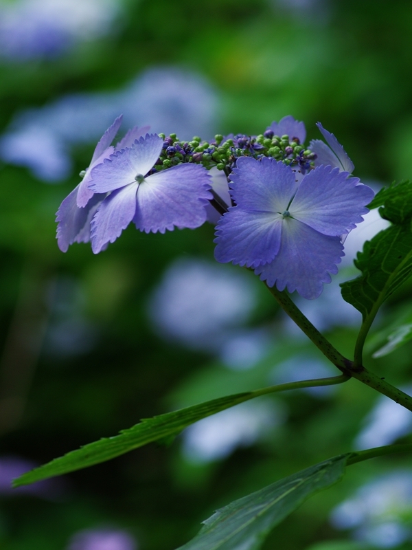 紫陽花は雨が似合う１４