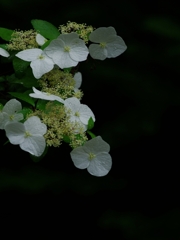 紫陽花は雨が似合う１