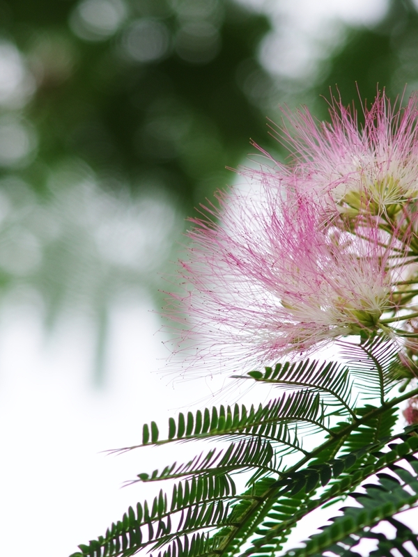 夏の花１１「合歓木（ねむのき）」