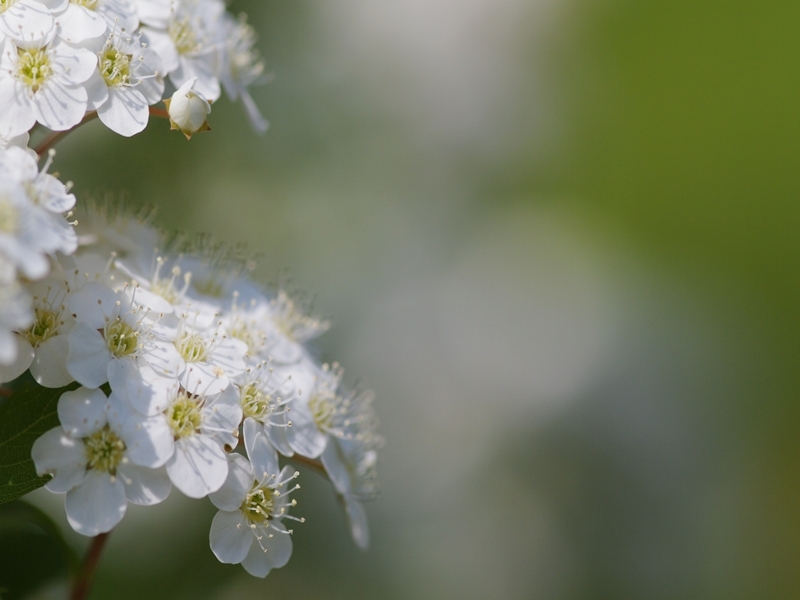 会津下野（アイヅシモツケ）２
