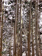 金剛山の雪景色４
