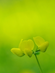 野草５