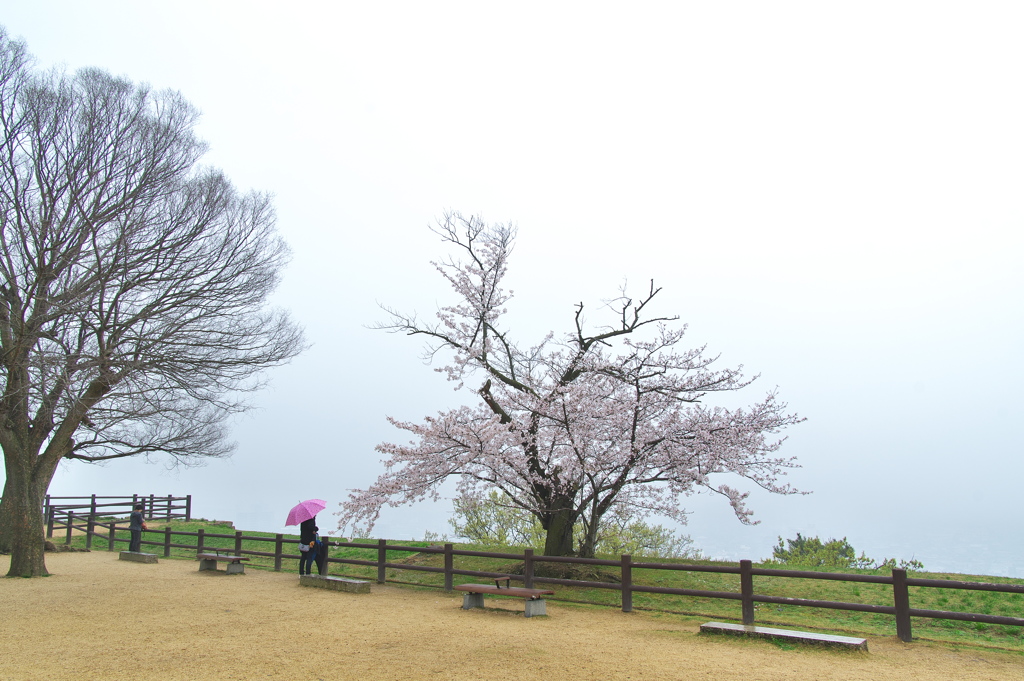 丸亀城（まるがめじょう）のサクラ