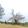 丸亀城（まるがめじょう）のサクラ