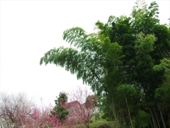 奈良花巡り３（広橋梅林の梅と竹）