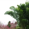 奈良花巡り３（広橋梅林の梅と竹）