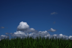 田圃稲上の夏雲