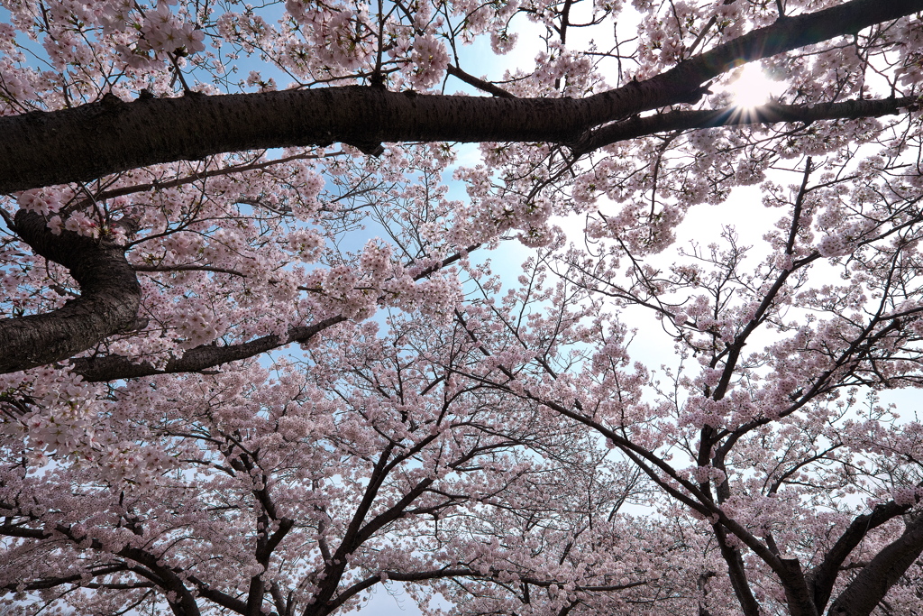 満開の公園の染井吉野（ソメイヨシノ）２