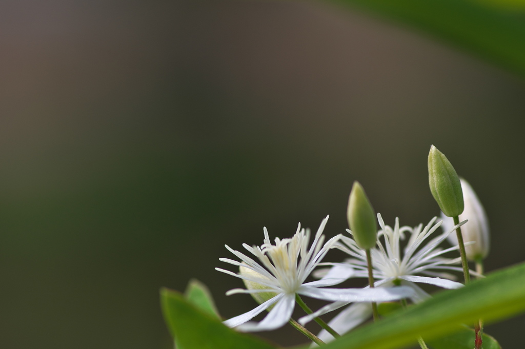 路傍に咲く野草花（センニンソウ）